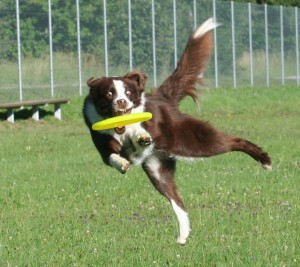 Frisbee - Frisbee-Schnuppernachmittag @ Hundeschule Inpunctohund | Hombrechtikon | Zürich | Schweiz