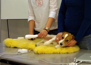 Sonstige - Erste Hilfe-Kurs für Hundehalter, Dr. ved.med Eva Bauer @ Inpuncto Hund | Hombrechtikon | Zürich | Schweiz